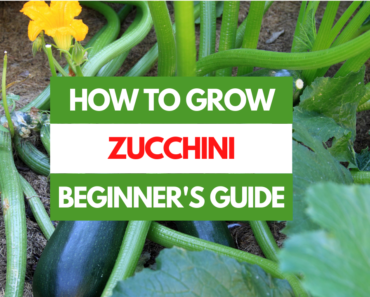 How to Grow Zucchini – A Beginner’s Guide