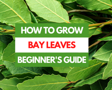 How to Grow Bay Leaves – A Beginner’s Guide