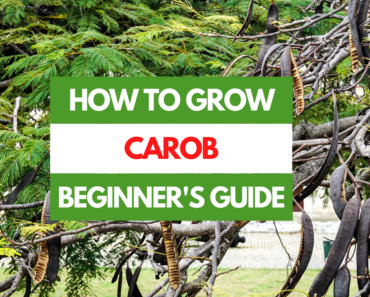 How to Grow Carob – A Beginner’s Guide