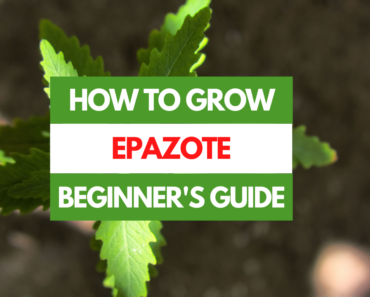 How to Grow Epazote – A Beginner’s Guide
