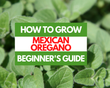 How to Grow Mexican Oregano – A Beginner’s Guide