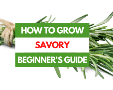 How to Grow Savory – A Beginner’s Guide