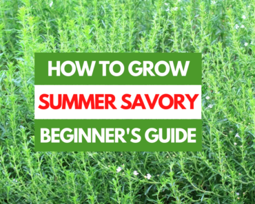 How to Grow Summer Savory – A Beginner’s Guide