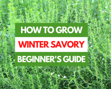 How to Grow Winter Savory – A Beginner’s Guide