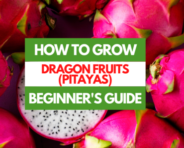 How to Grow Dragon Fruits (Pitayas) – A Beginner’s Guide