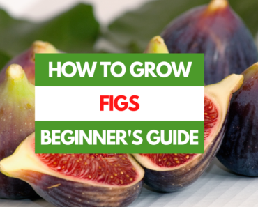 How to Grow Figs – A Beginner’s Guide
