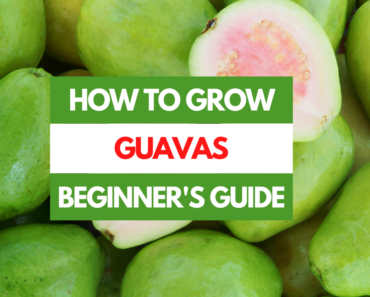 How to Grow Guavas – A Beginner’s Guide