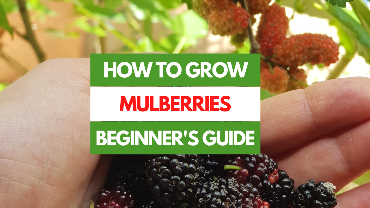 How to Grow Mulberries - A Beginner's Guide - Gardening Eats